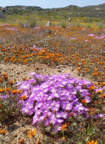 Drosanthemum hispidum contributing to the spring pageant